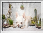 Dekoracje, Pies, Chihuahua krótkowłosa, Rośliny