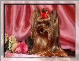 Yorlshire Terrier, Kokardka, Kwiatki